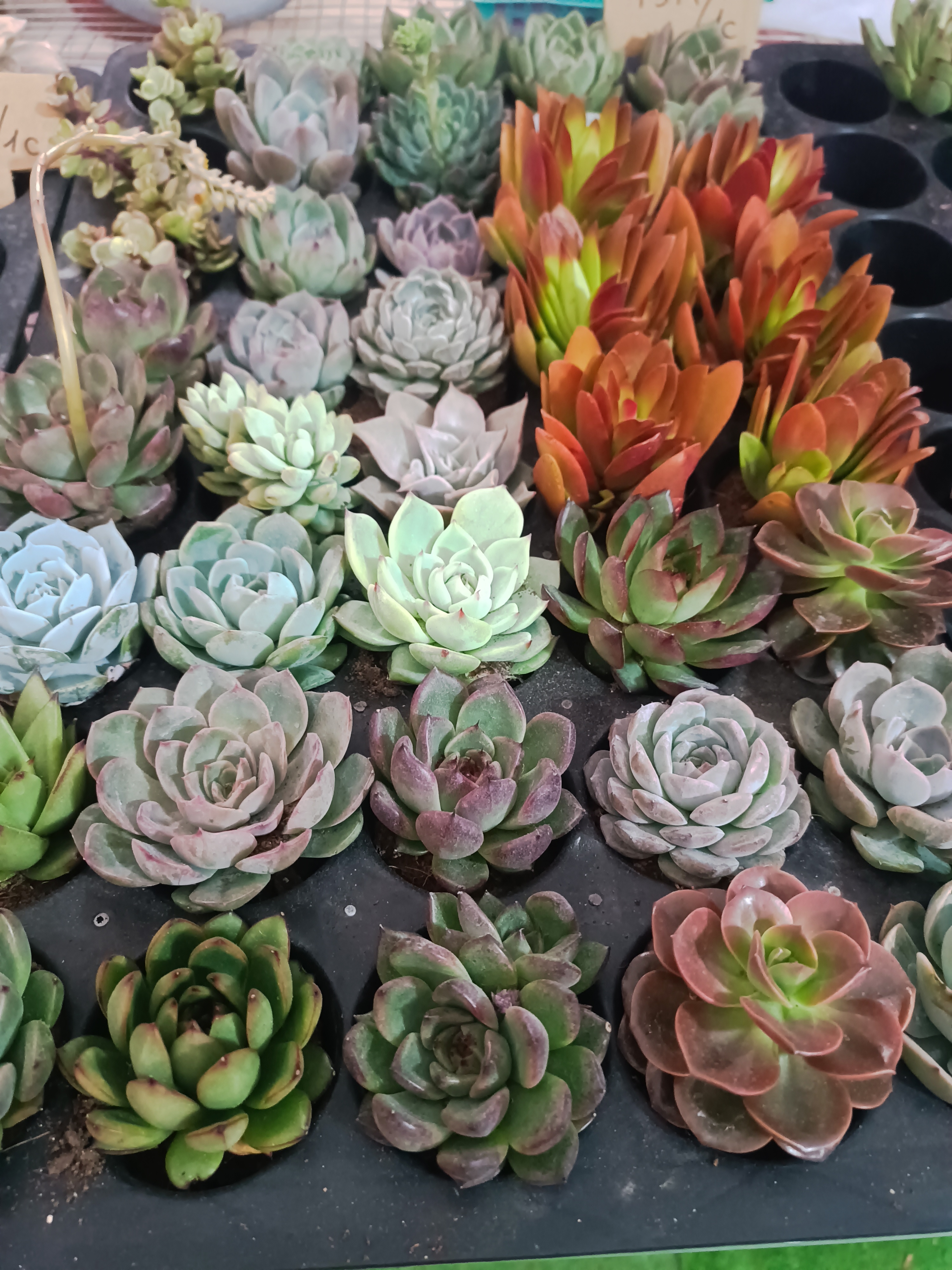 6 cây Sen đá cúc cu ngẫu nhiên tặng kèm 1 bịch đất chuyên dụng cho sen đá xương rồng 