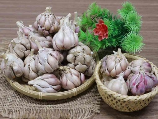 TỎI BẮC TÍM - TÚI 1 KG