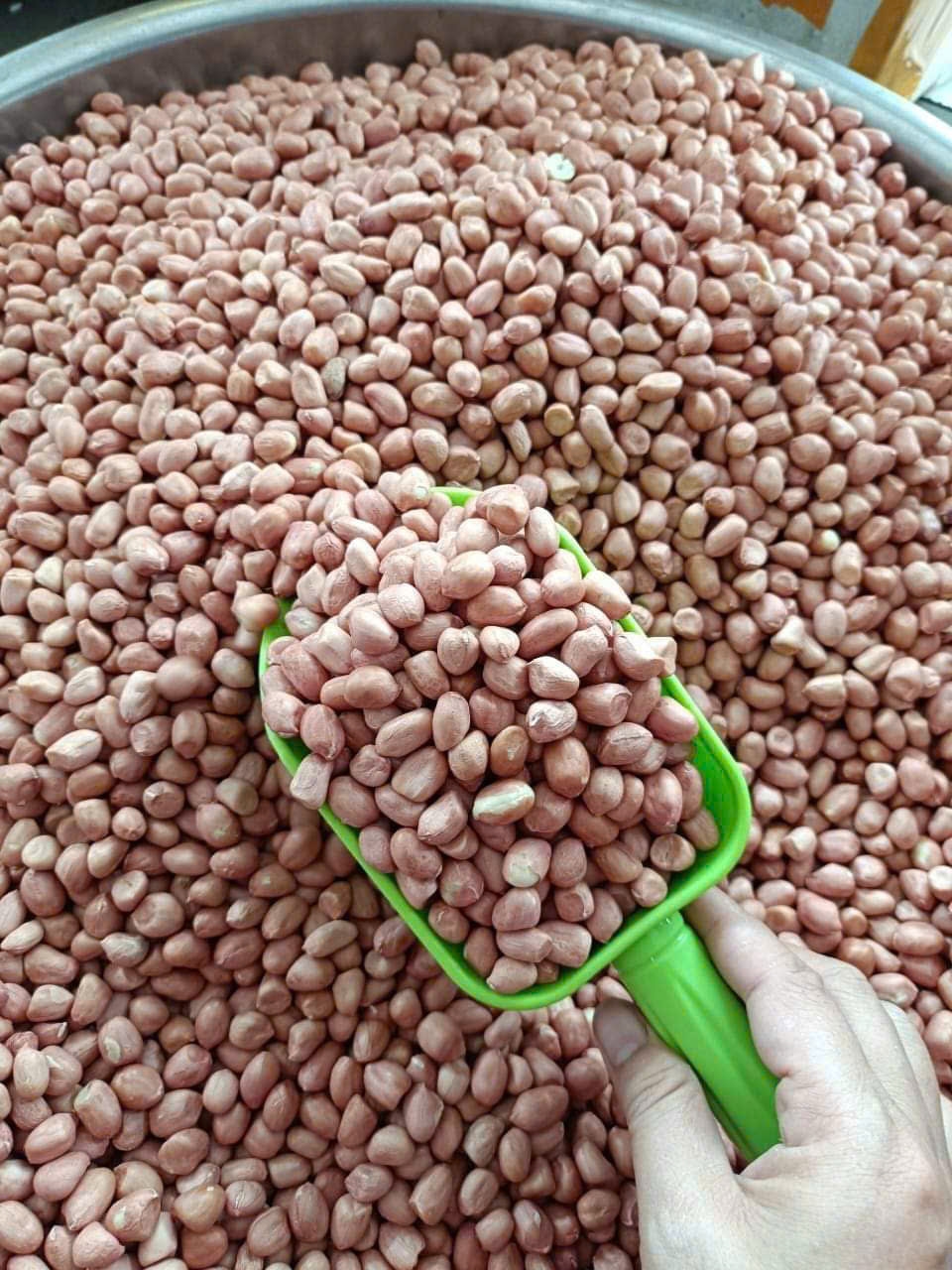 ĐẬU PHỘNG TRẮNG