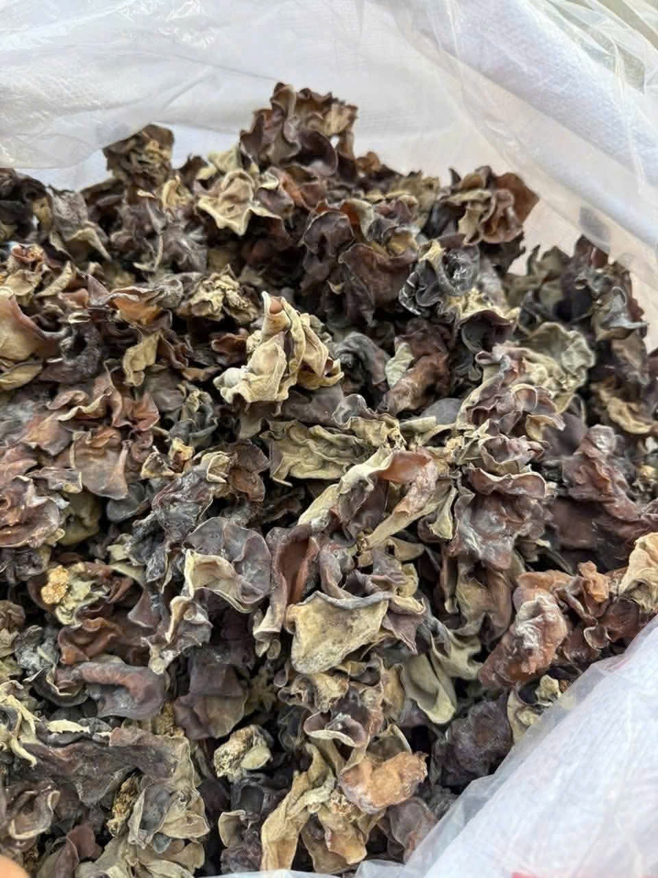 MỘC NHĨ RỪNG-100% TỰ NHIÊN