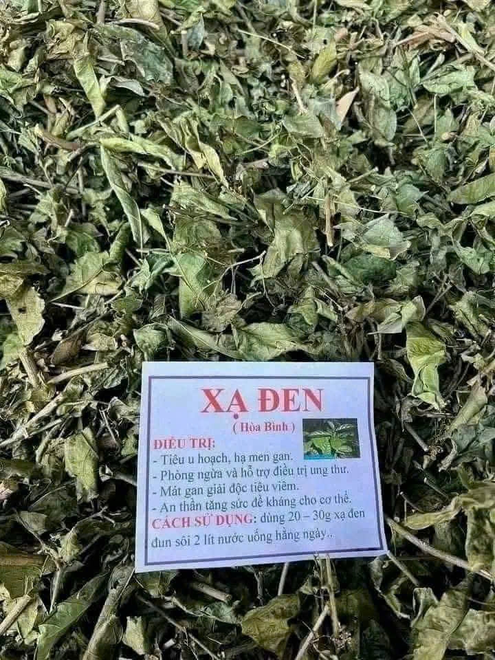 TRÀ XẠ ĐEN-HÒA BÌNH