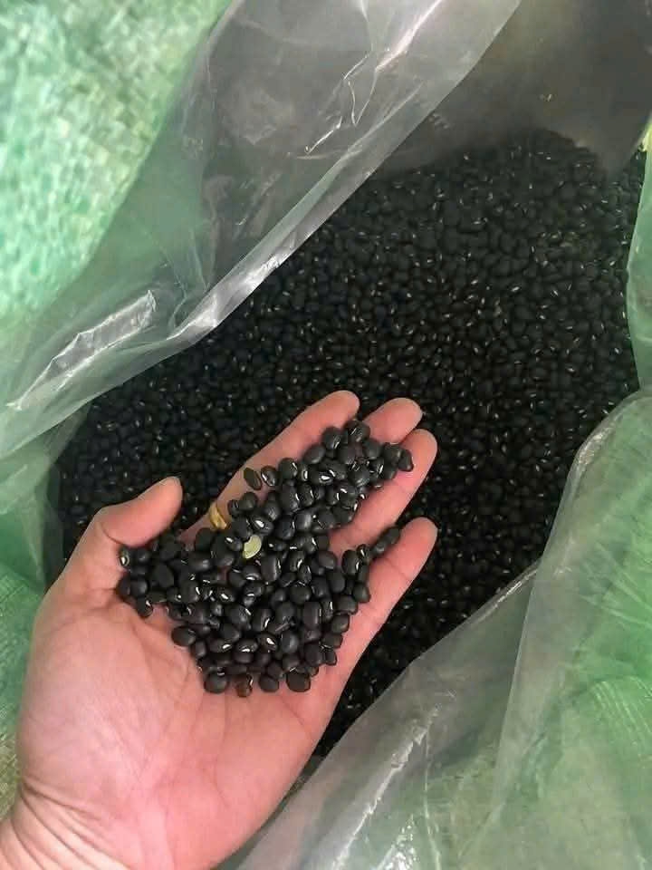 ĐẬU ĐEN XANH LÒNG