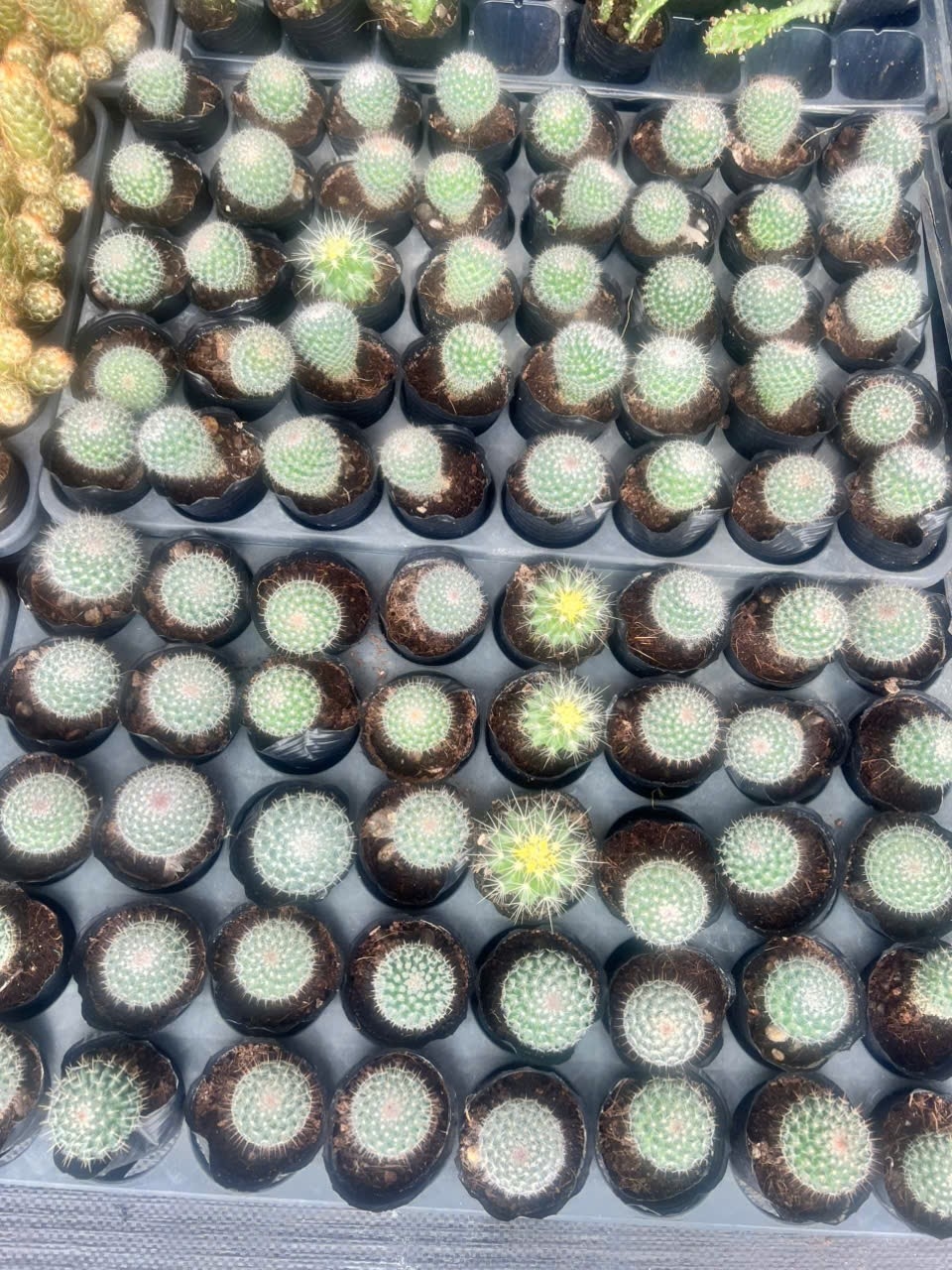 Combo 2 cây xương rồng bánh sinh nhật 