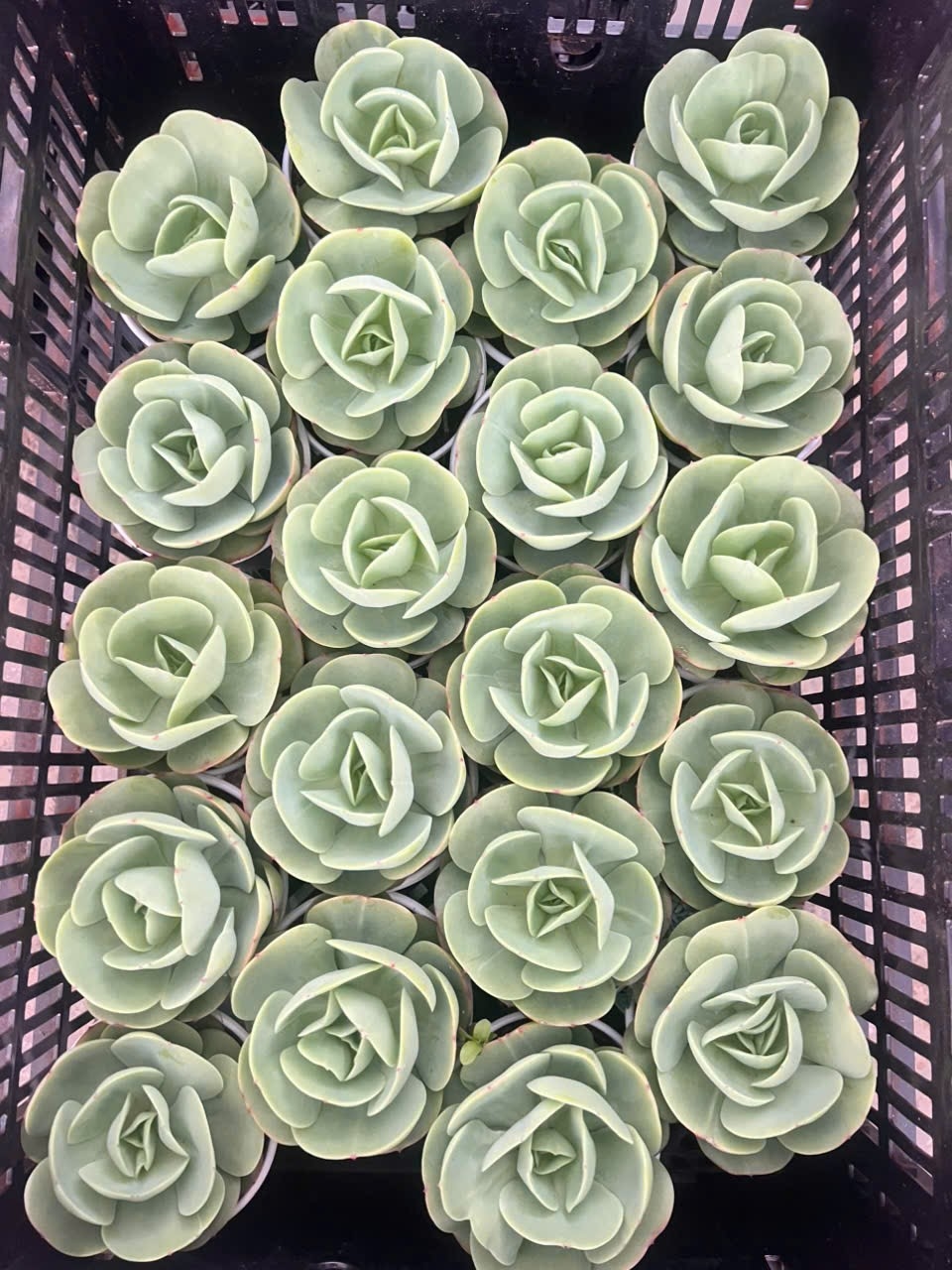 Ngẫu nhiên 3 cây sen đá size trung 