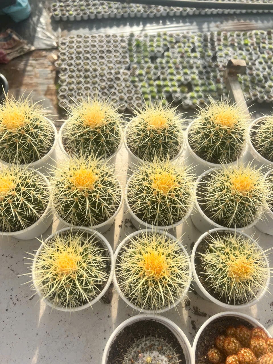 Xương rồng Kim Hổ Mỹ size trung 