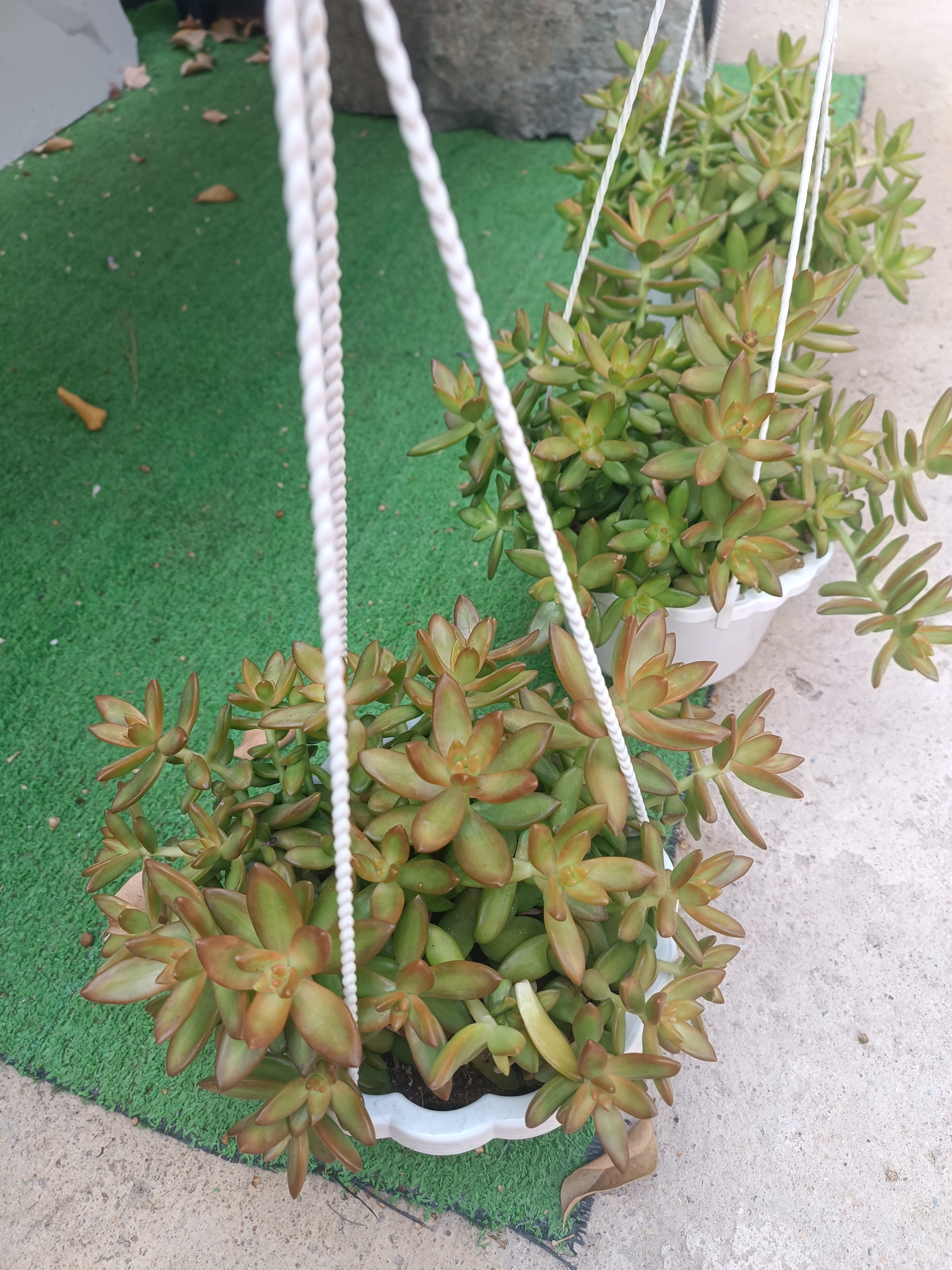 Chậu treo sen đá đá cam lớn 20x20x25