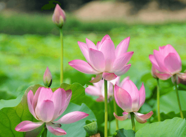 Nguyễn Thị Bích Lệ