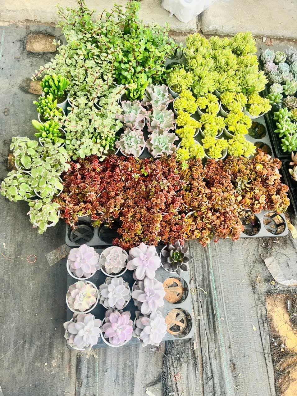 Nguyễn Thị Bích Thảo