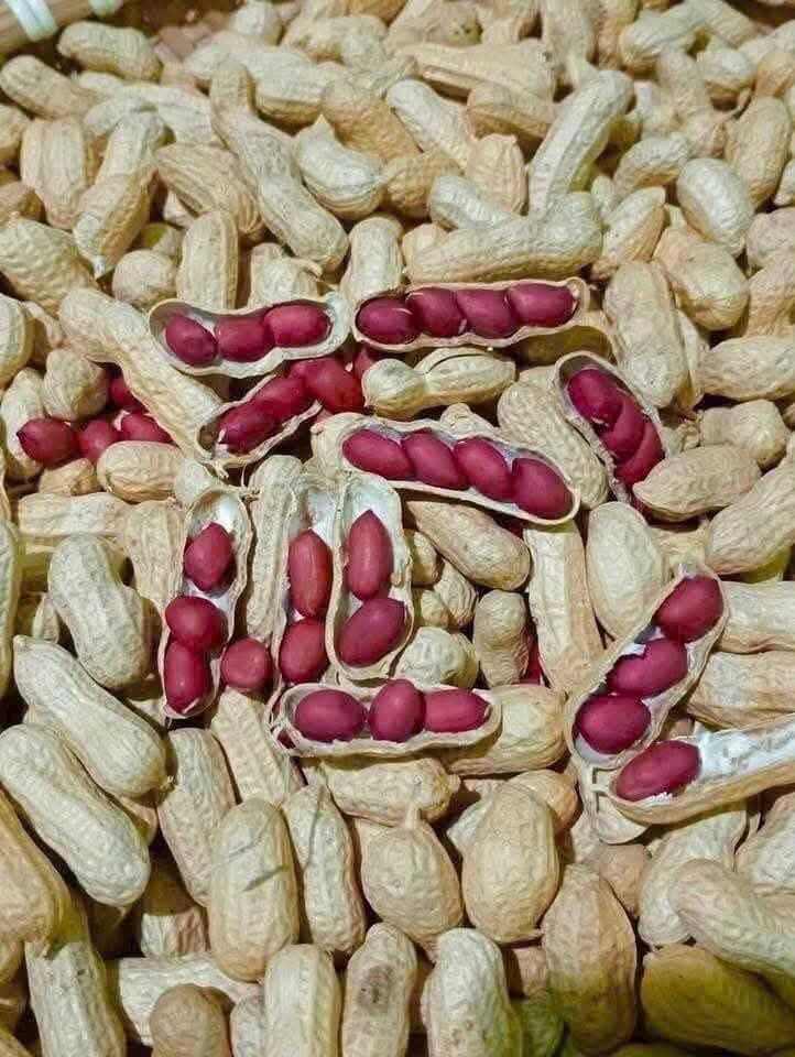 ĐẬU PHỘNG (LẠC) ĐỎ - TÚI 1 KG ảnh 2