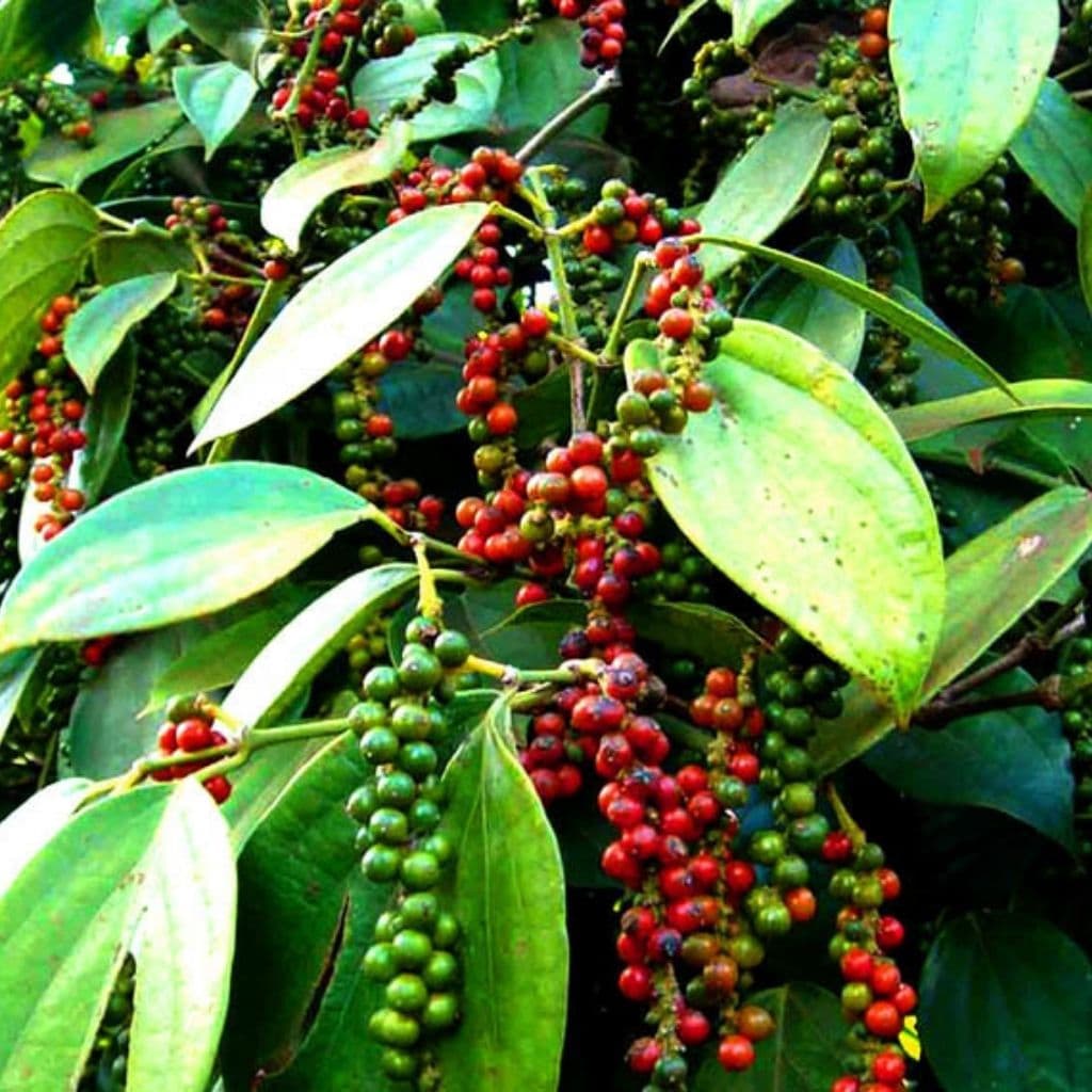 HẠT TIÊU ĐAK NÔNG - TÚI 500GR ảnh 2