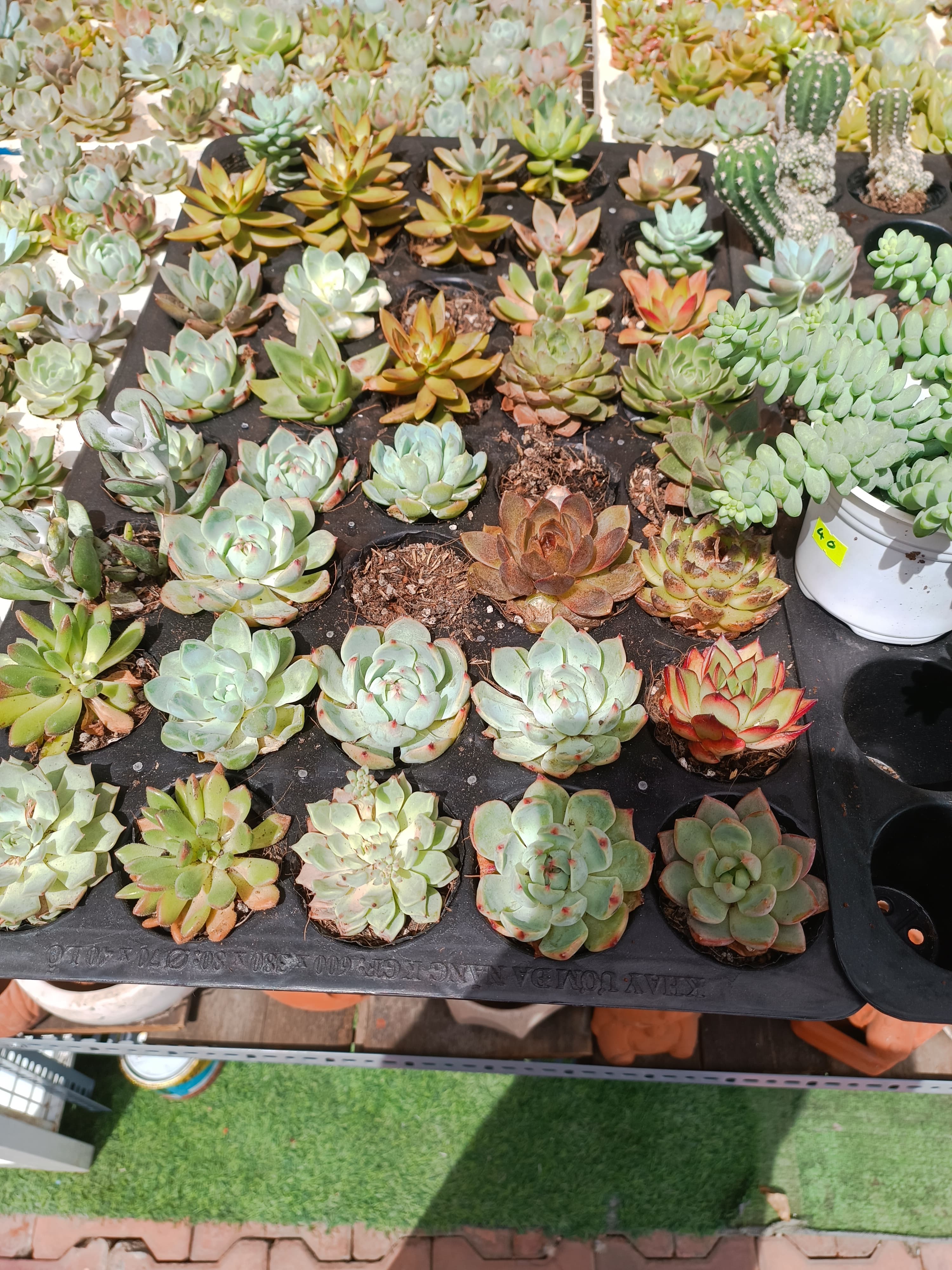 6 cây Sen đá cúc cu ngẫu nhiên tặng kèm 1 bịch đất chuyên dụng cho sen đá xương rồng  ảnh 2