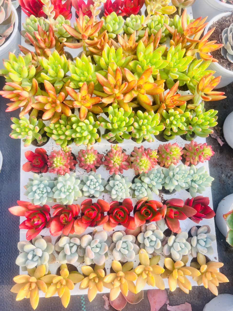 6 cây Sen đá cúc cu ngẫu nhiên tặng kèm 1 bịch đất chuyên dụng cho sen đá xương rồng  ảnh 3