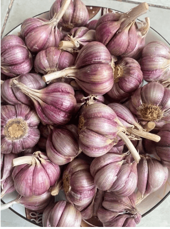 TỎI BẮC TÍM - TÚI 1 KG ảnh 2