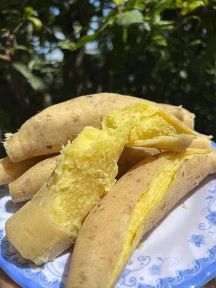 COMBO-2KG KHOAI LANG TRẮNG THÁI ảnh 2