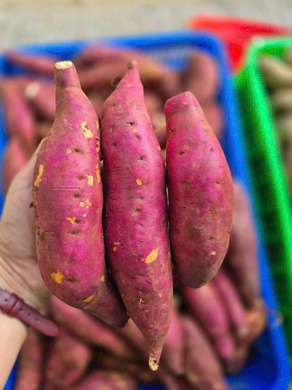 KHOAI LANG NHẬT ảnh 4