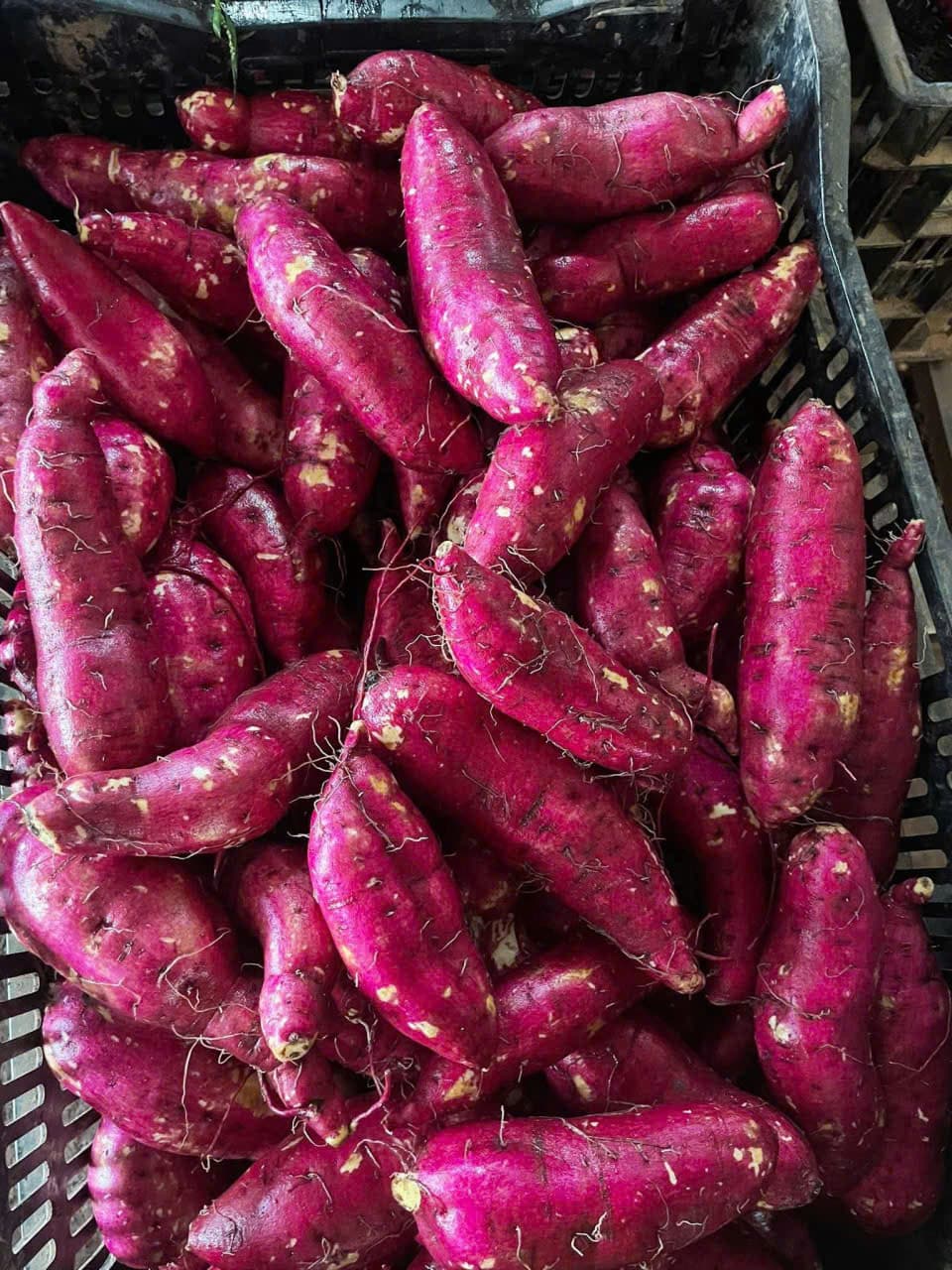 KHOAI LANG NHẬT ảnh 5