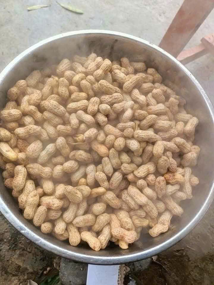 ĐẬU PHỘNG TƯƠI ảnh 2