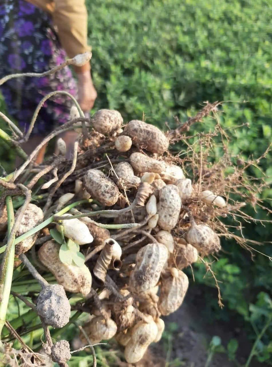 ĐẬU PHỘNG TƯƠI ảnh 3