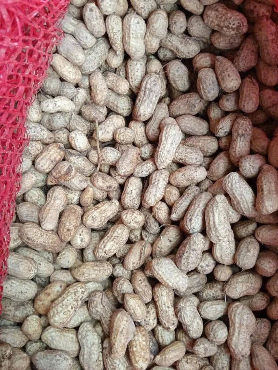 ĐẬU PHỘNG TƯƠI ảnh 4