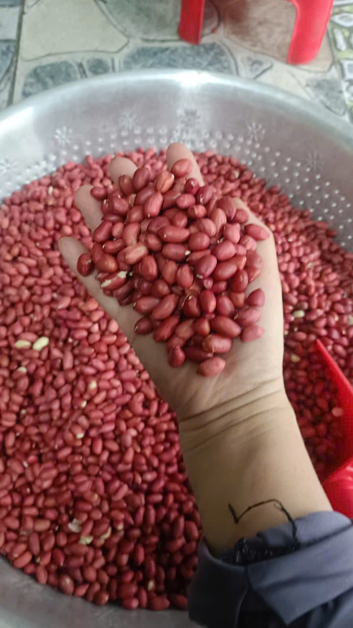 ĐẬU PHỘNG ĐỎ