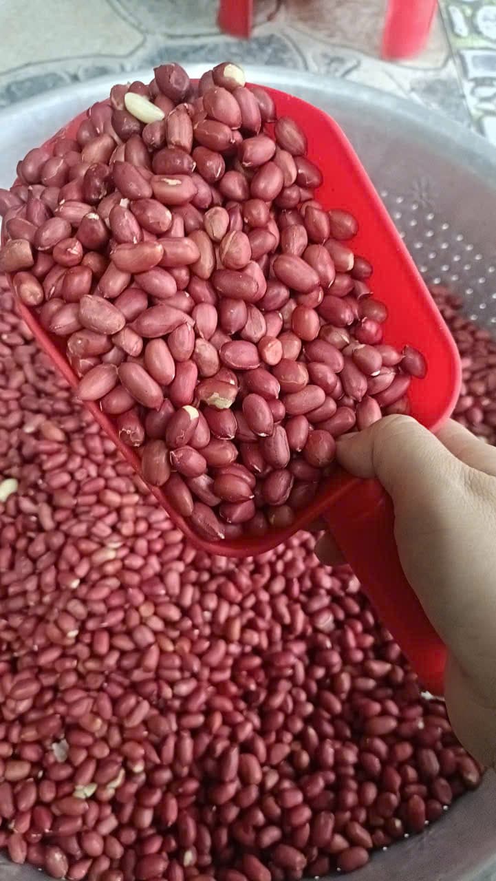 ĐẬU PHỘNG ĐỎ ảnh 2