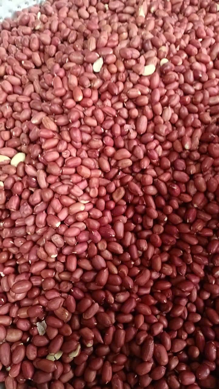 ĐẬU PHỘNG ĐỎ ảnh 3