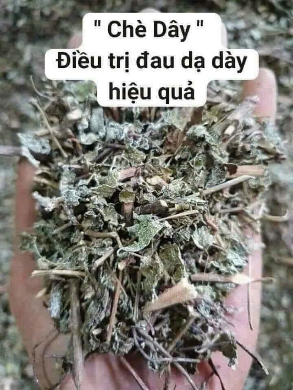 CHÈ DÂY RỪNG ảnh 2