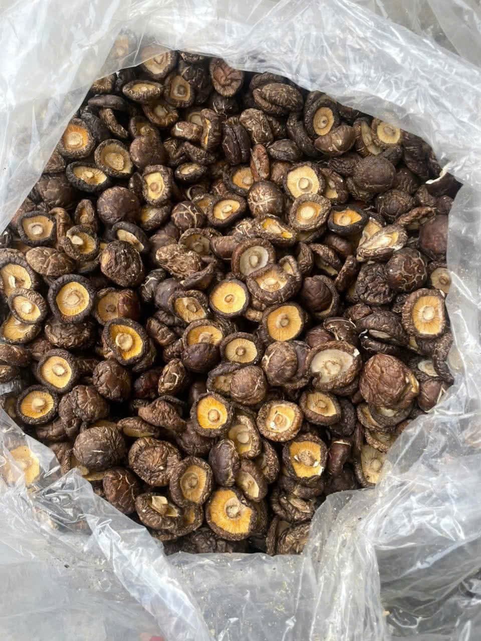 NẤM CÚC-100% TỰ NHIÊN