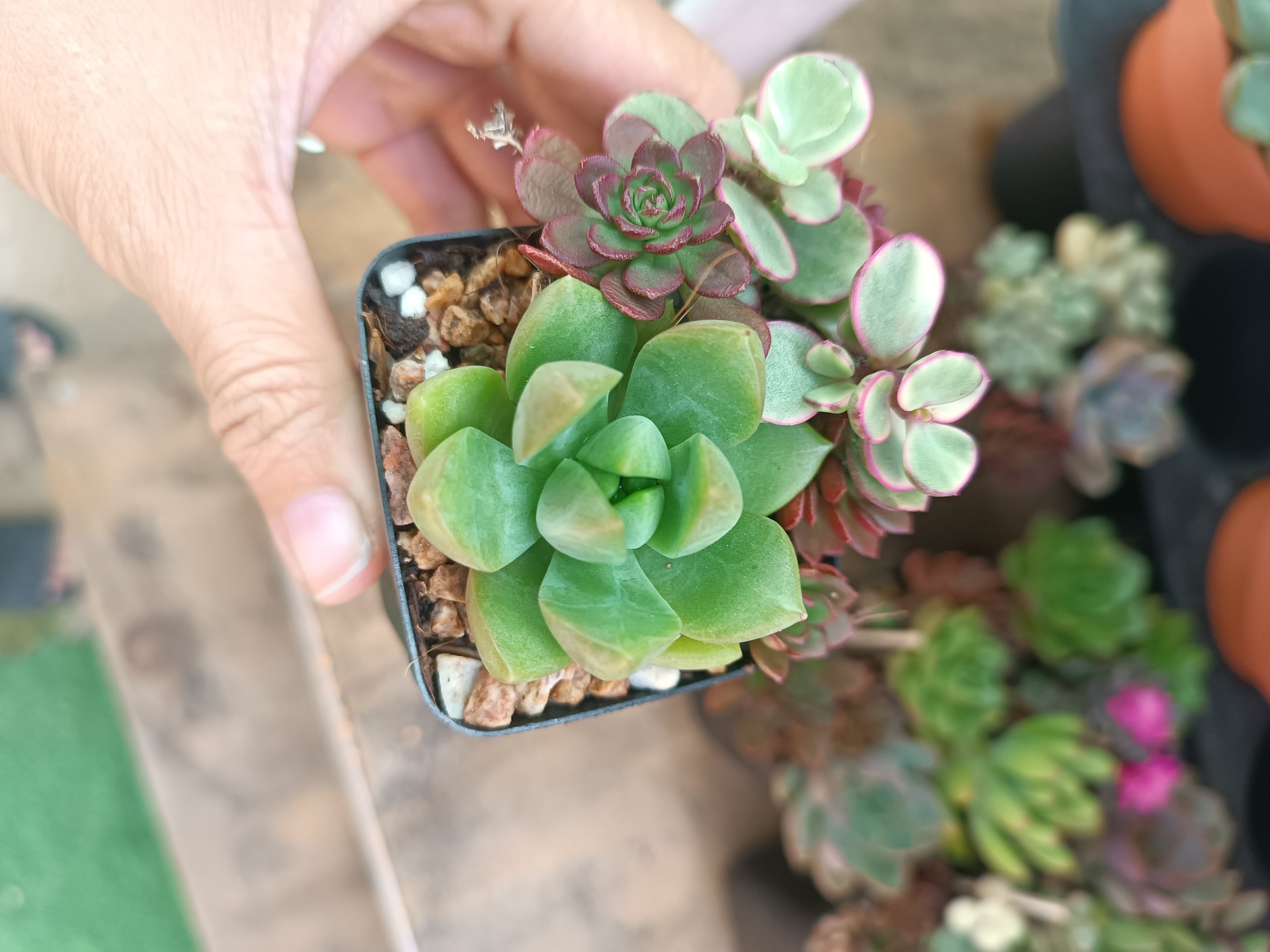 Sen đá mini mix ngẫu nhiên