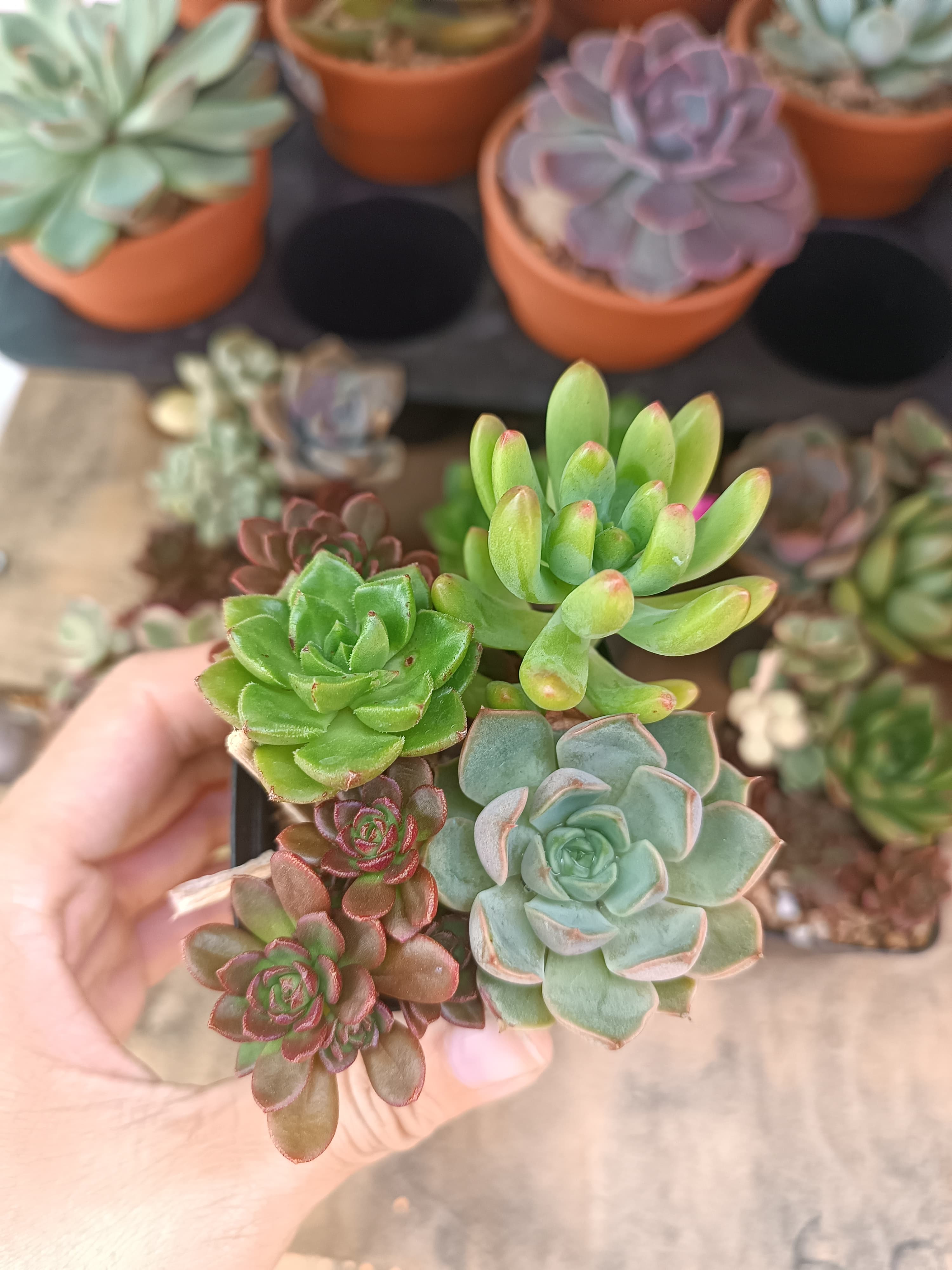 Sen đá mini mix ngẫu nhiên ảnh 2