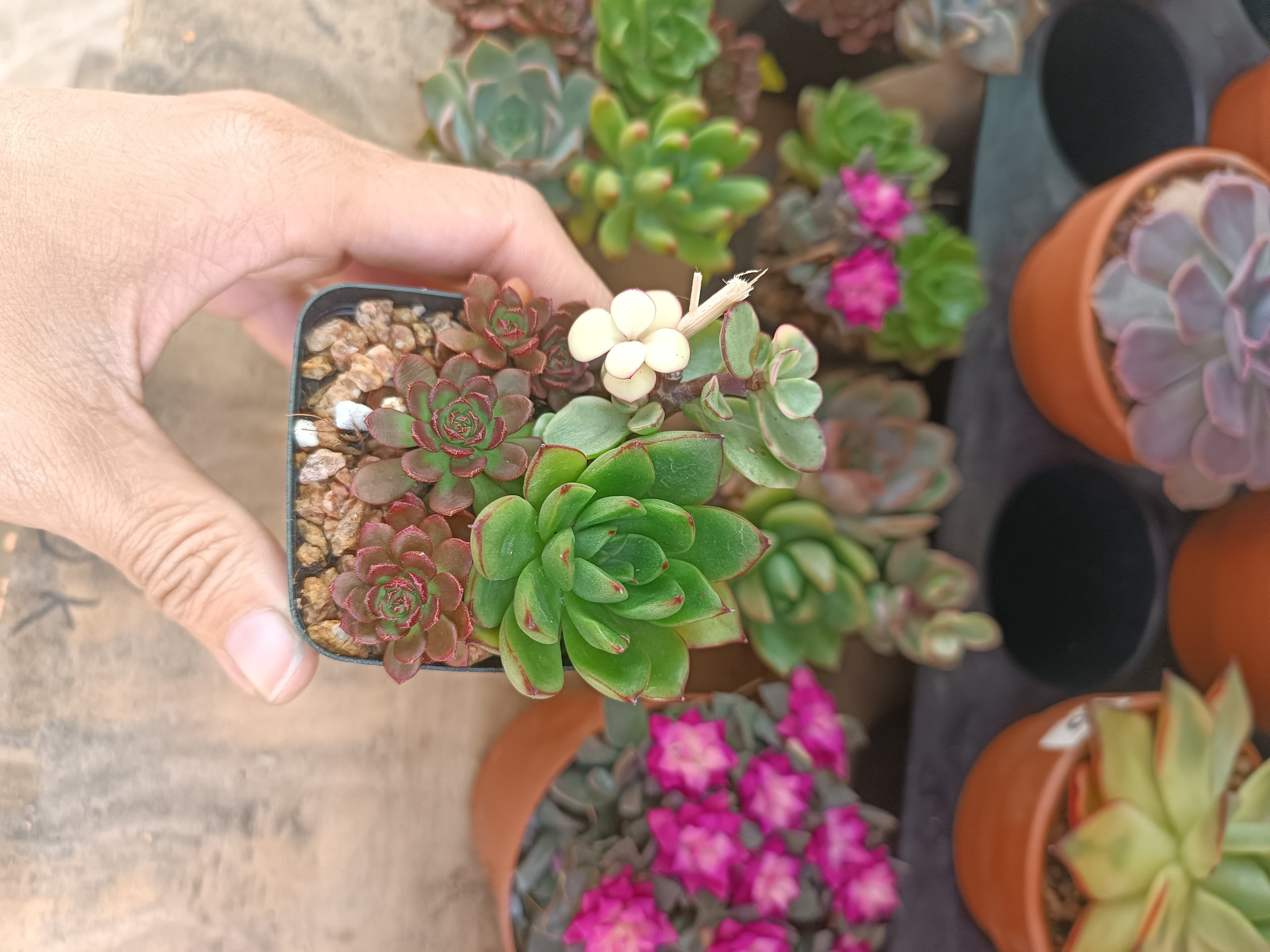 Sen đá mini mix ngẫu nhiên ảnh 3