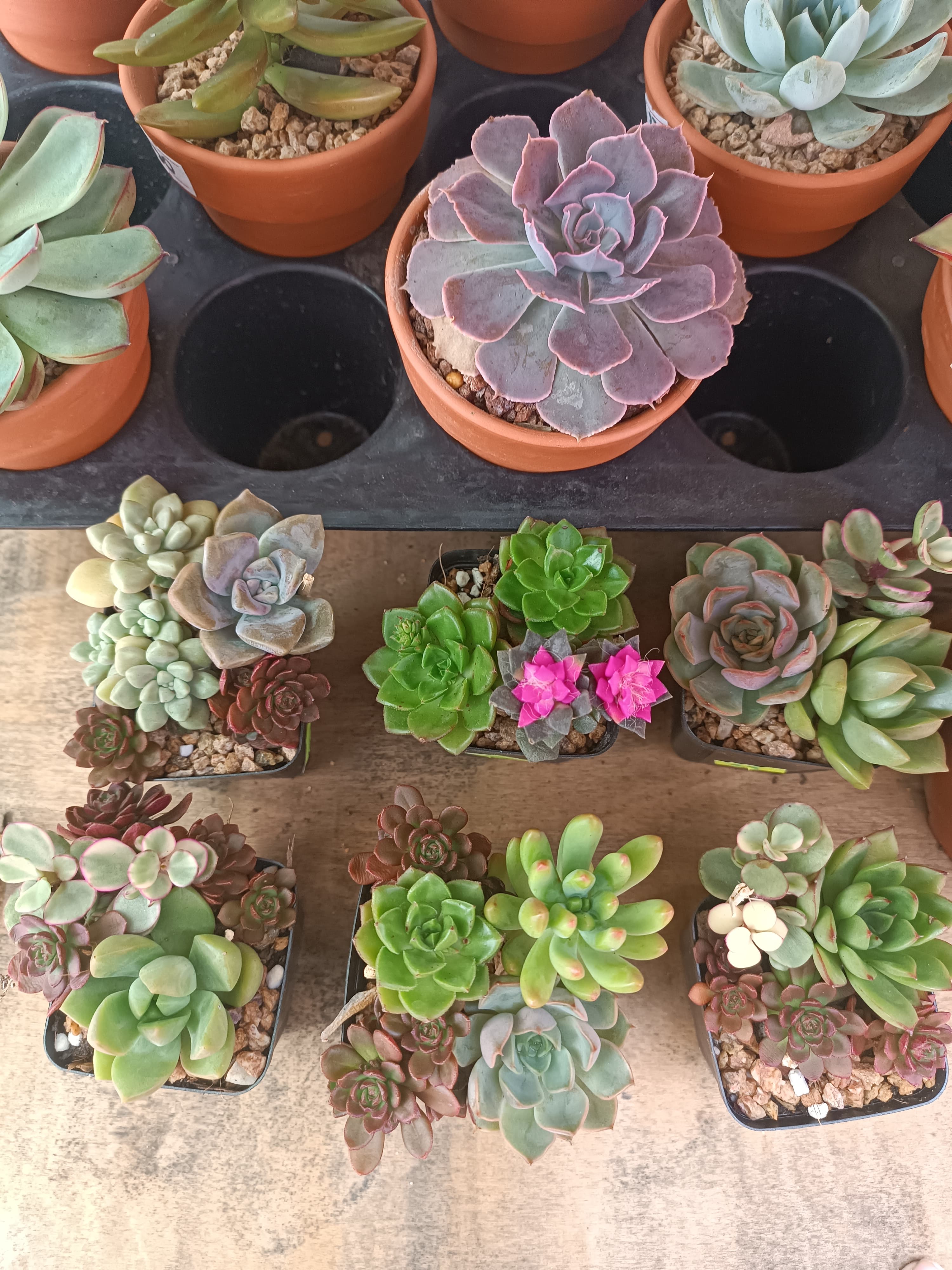 Sen đá mini mix ngẫu nhiên ảnh 4