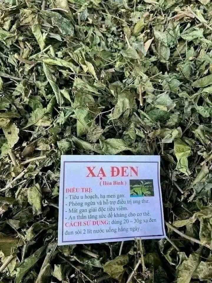 TRÀ XẠ ĐEN-HÒA BÌNH