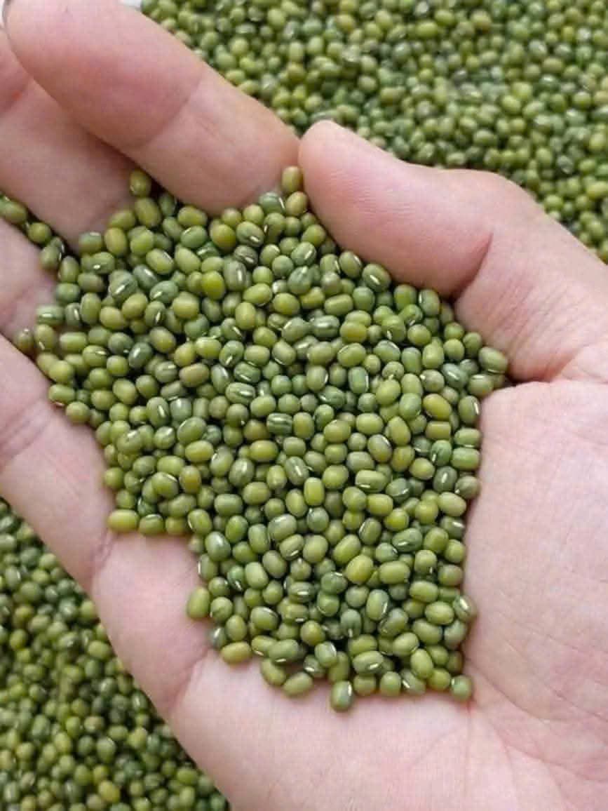 ĐẬU XANH NGUYÊN VỎ ảnh 2