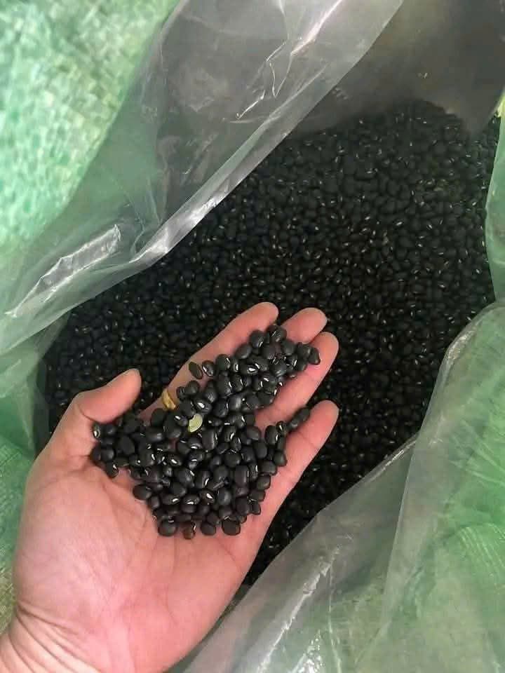 ĐẬU ĐEN XANH LÒNG