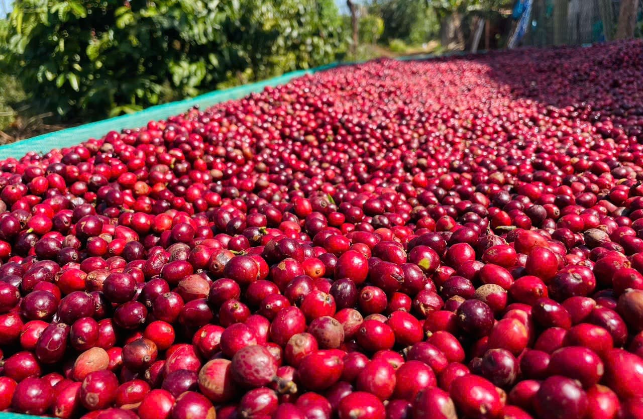 CAFE SẠCH JRAI - ROBUSTA HONEY 1 - NGUYÊN HẠT   ảnh 4