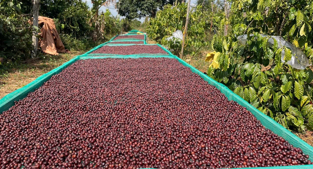 CAFE SẠCH JRAI - ROBUSTA HONEY 1 - NGUYÊN HẠT   ảnh 5