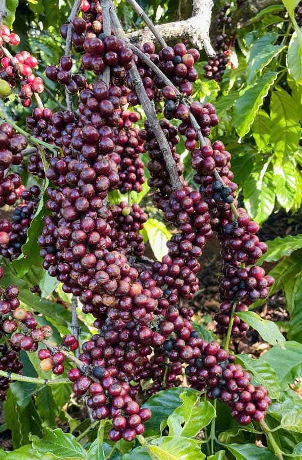 CAFE SẠCH JRAI - ROBUSTA HONEY 1 - XAY BỘT   ảnh 3