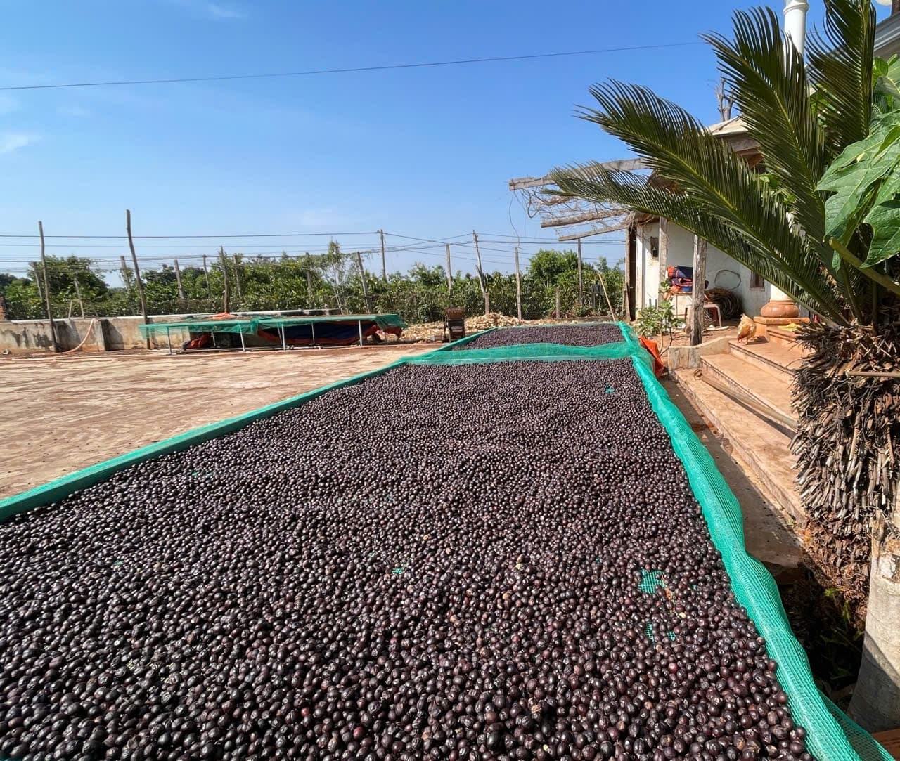 CAFE SẠCH JRAI - ROBUSTA HONEY 1 - XAY BỘT   ảnh 7