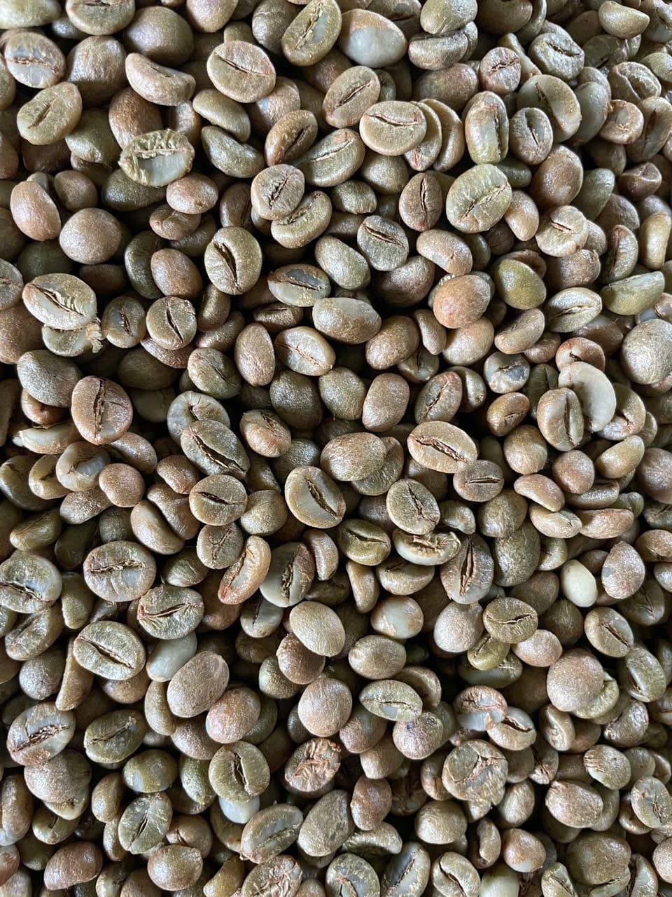 CAFE SẠCH JRAI - ROBUSTA HONEY 1 - XAY BỘT   ảnh 9