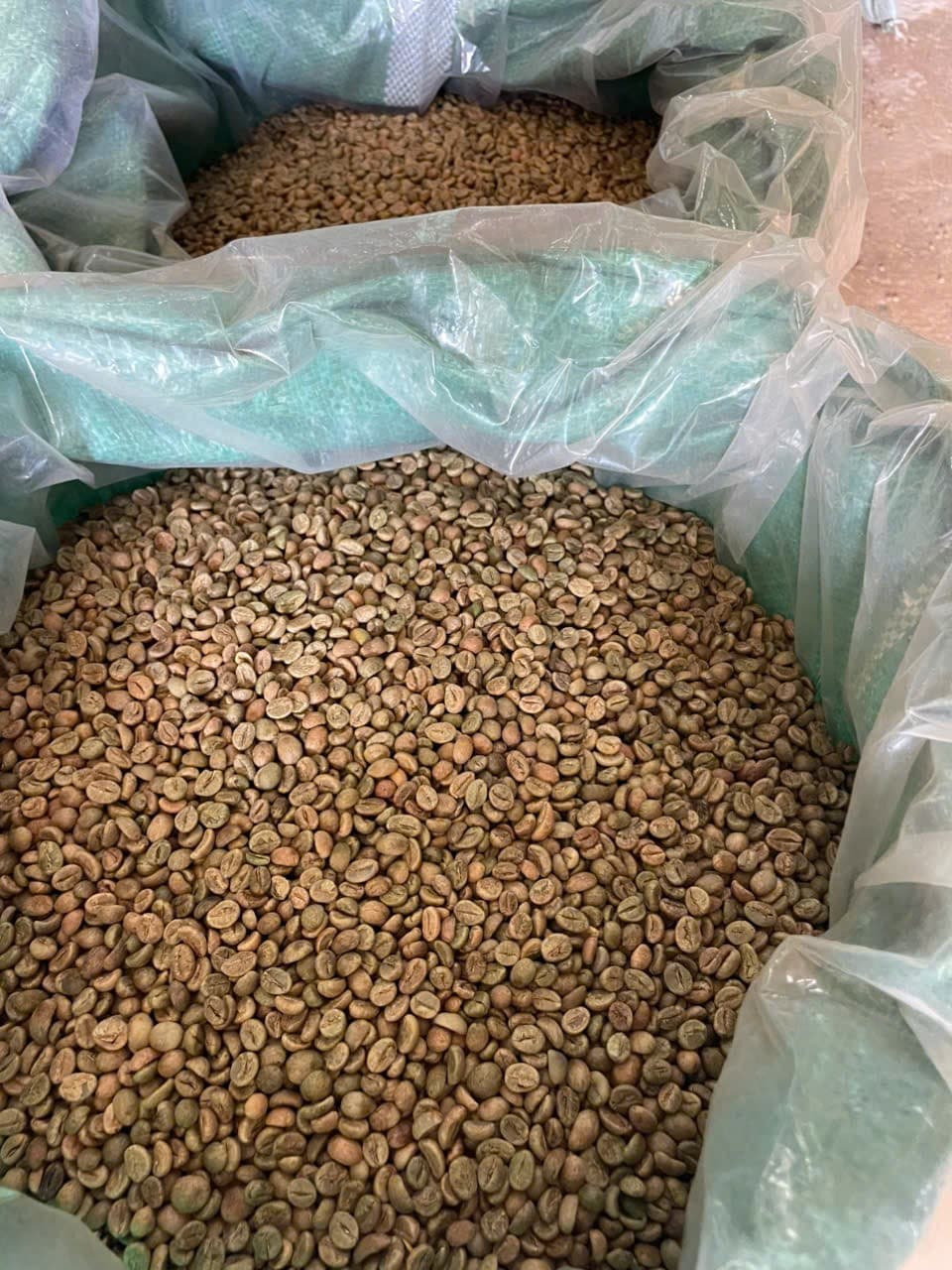 CAFE SẠCH JRAI - ROBUSTA HONEY 1 - XAY BỘT   ảnh 10