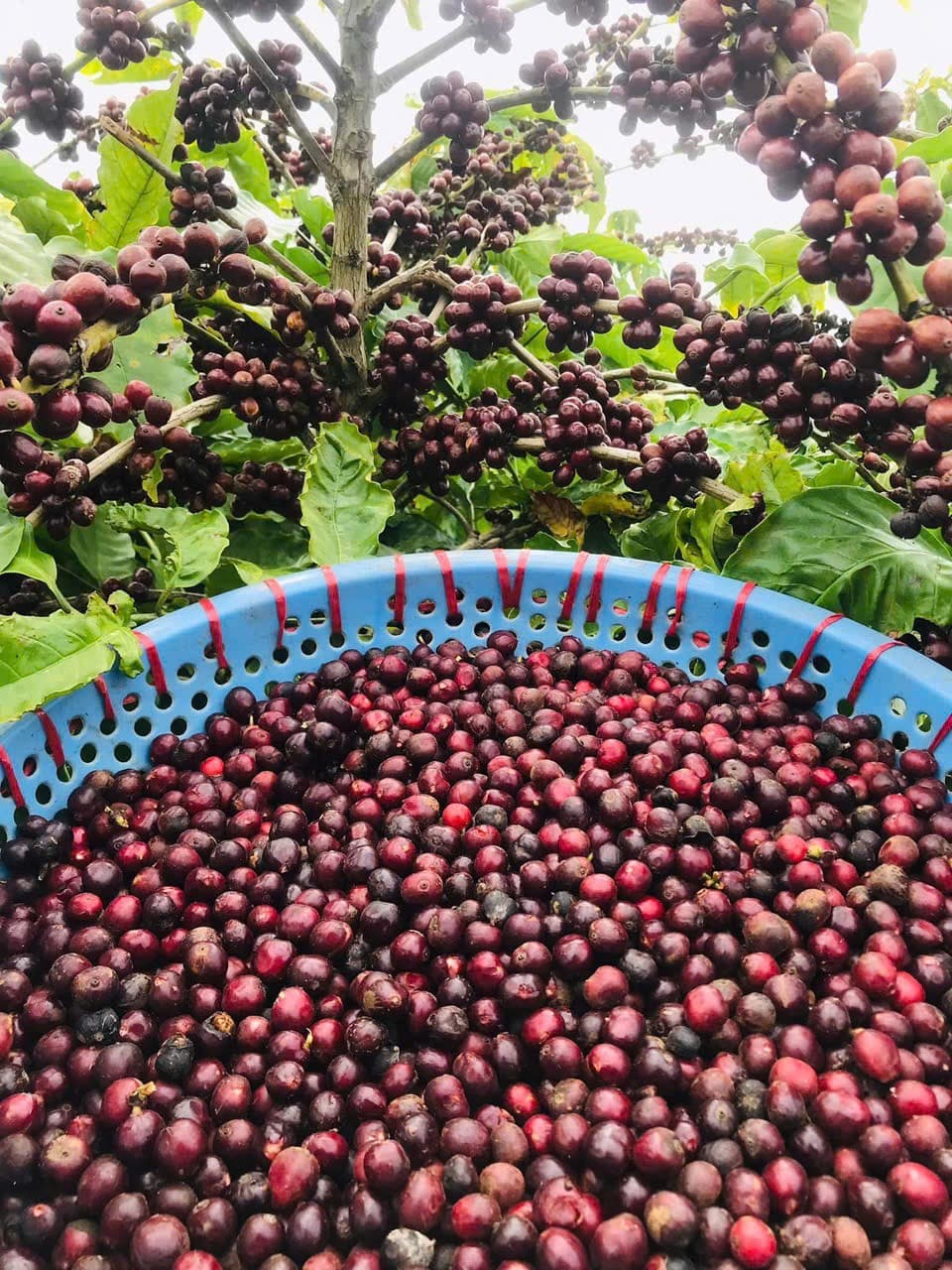 CAFE SẠCH JRAI - ROBUSTA NATURAL 99  - NGUYÊN HẠT  ảnh 3