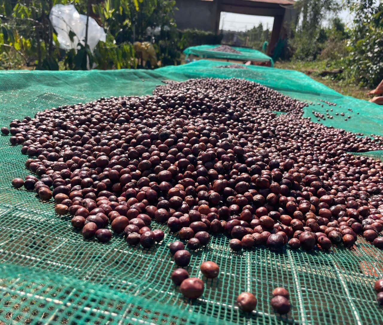 CAFE SẠCH JRAI - ROBUSTA NATURAL 99  - NGUYÊN HẠT  ảnh 4