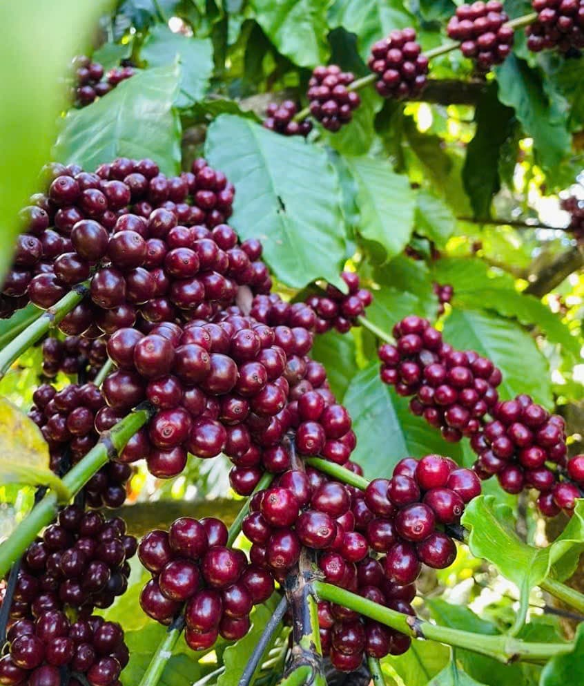 CAFE SẠCH JRAI - ROBUSTA NATURAL 99- XAY BỘT   ảnh 3