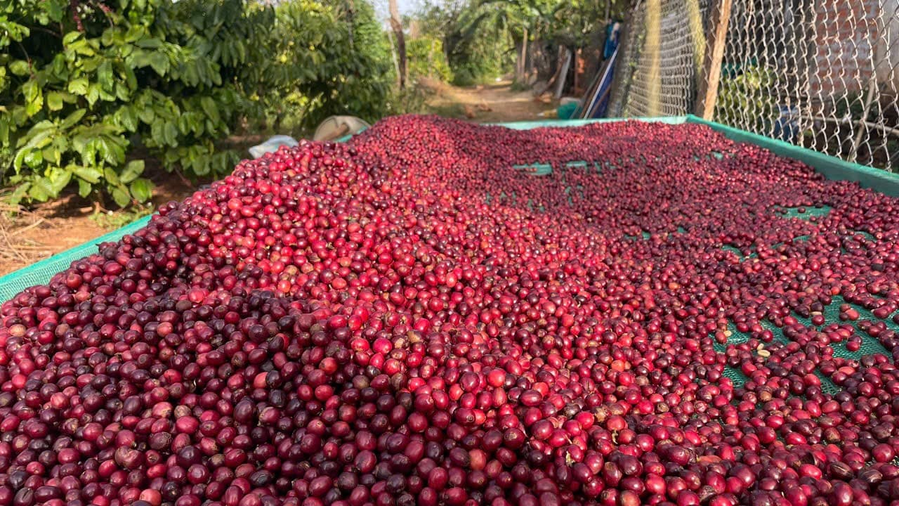 CAFE SẠCH JRAI - ROBUSTA NATURAL 99- XAY BỘT   ảnh 4