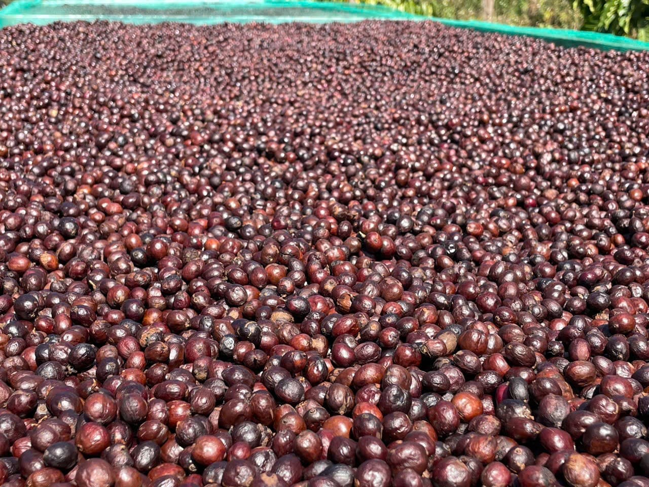 CAFE SẠCH JRAI - ROBUSTA NATURAL 99- XAY BỘT   ảnh 5