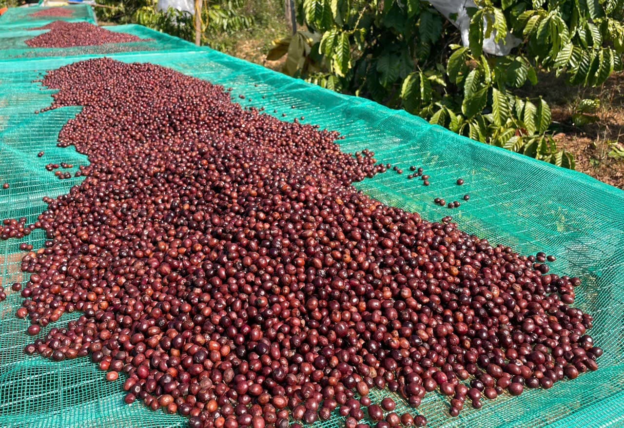 CAFE SẠCH JRAI - ROBUSTA NATURAL 99- XAY BỘT   ảnh 6