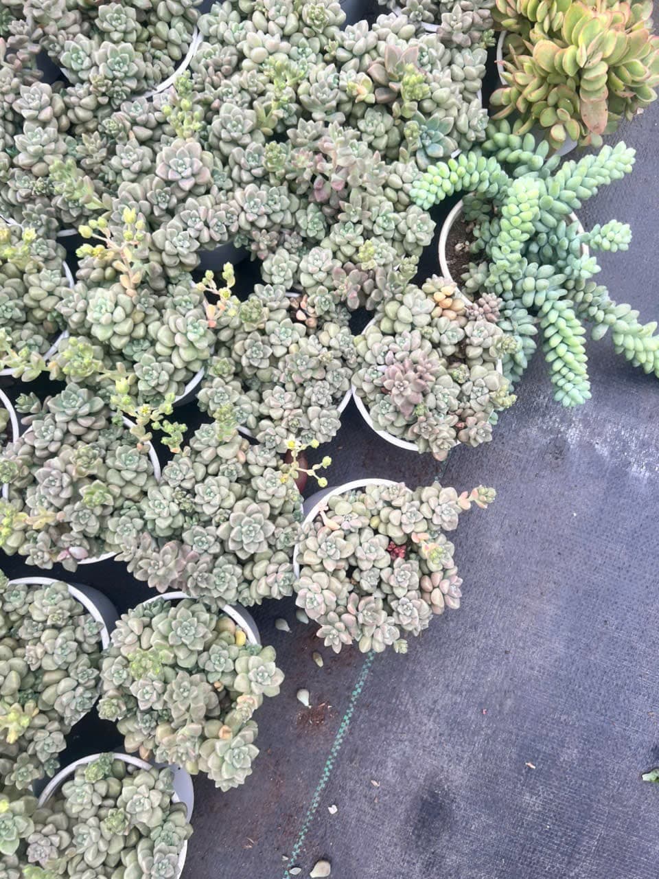 Sen đá Kim Tuyến size trung 