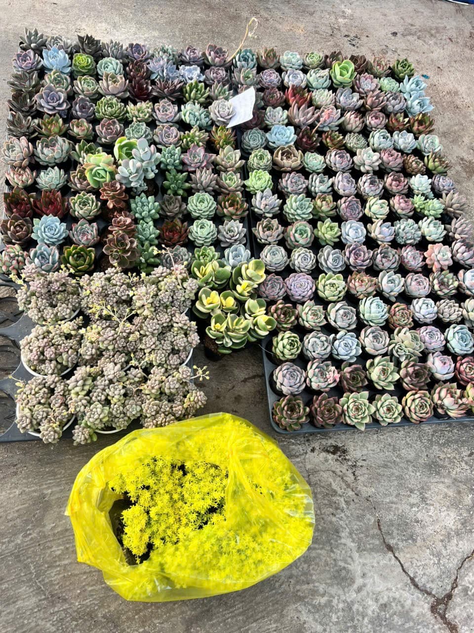 Combo 10 cây sen đá cúc cu size bầu ngẫu nhiên