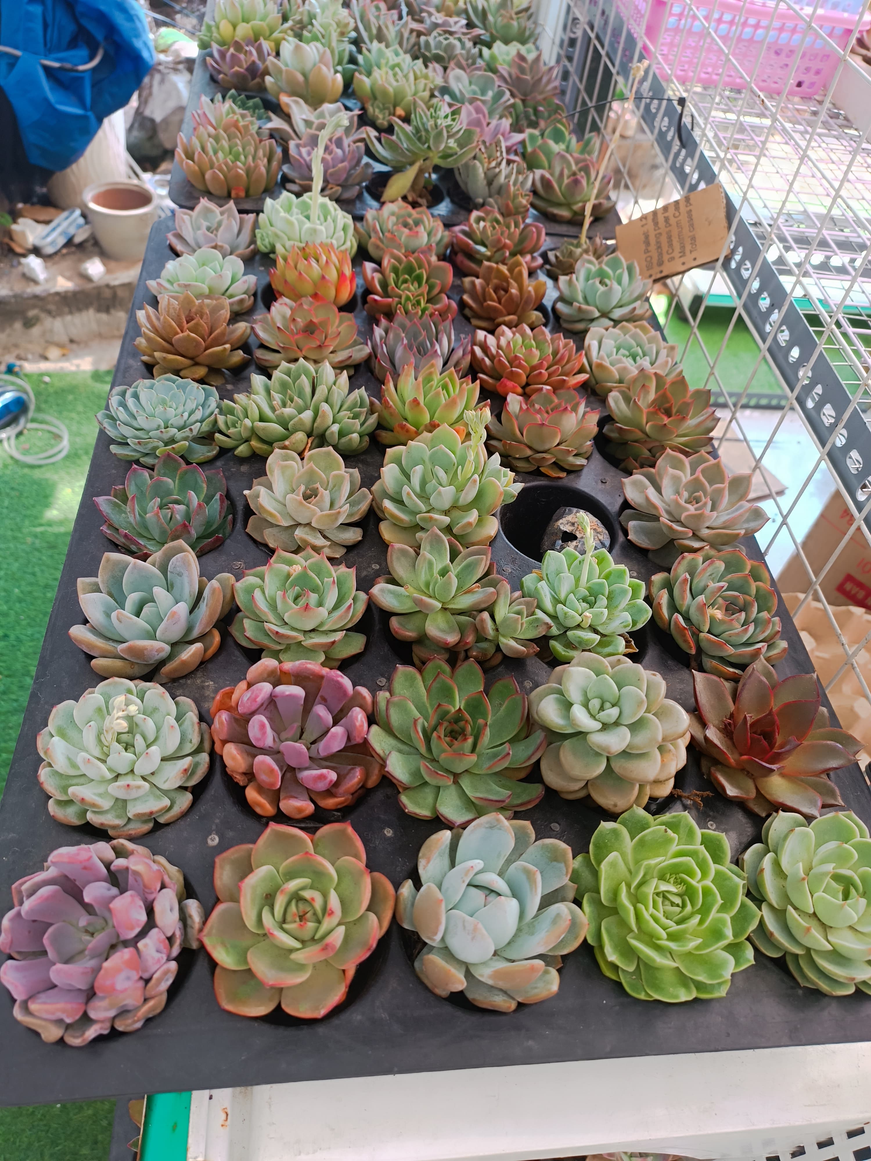 Combo 10 cây sen đá cúc cu size bầu ngẫu nhiên ảnh 2